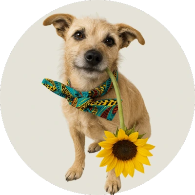 studio architecte intérieur la dalle équipe chien